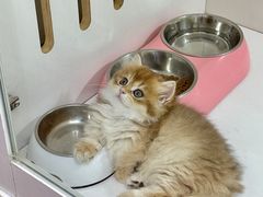 -青奢宠物·青奢猫舍