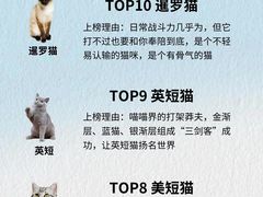-翊宠yipet猫狗购宠庄园犬舍•猫舍