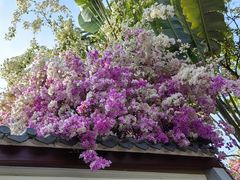 -深圳国际园林花卉博览园