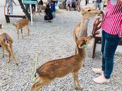 -鹿境梅花鹿生态园区