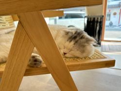 -懒猫摄影studio写真馆