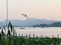 -西湖游船