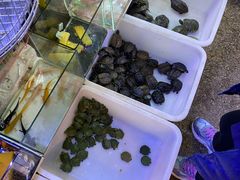 -双季花艺园艺市场(浦东店)