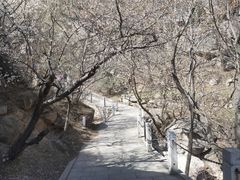 -北京凤凰岭