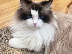 -滚猫咖啡·猫咖·猫友好撸猫(未来城店)