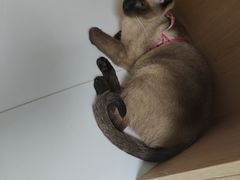 -谐和益家动物医院·免疫绝育·血液透析·宠保定点医院(高新伊藤分院)