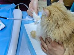 -美联众合动物医院·24h转诊中心