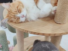 -喵园·猫主题咖啡厅·撸猫·猫咖(国贸店)