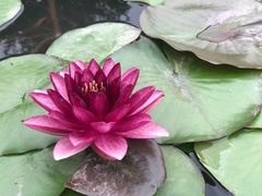 -上海鲜花港