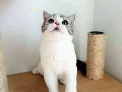 -东方名猫馆·英短金渐层布偶猫舍(环线广场1号楼店)