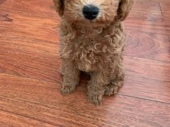 -派多格宠物·购宠(靛厂路店)