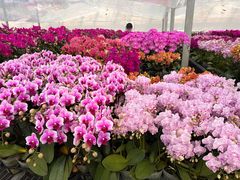 -龙大花卉苗木市场