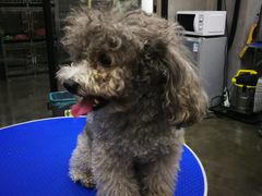 -PETKIT 小佩宠物·低压洗护·美容·寄养(安远店)