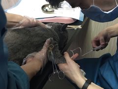 -安安宠医宠物医院·异宠·犬猫内科(岳阳分院)