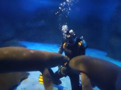 -烟台海昌鲸鲨海洋公园