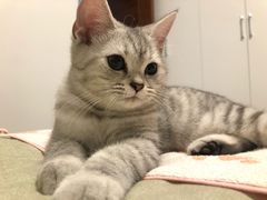 -伟伟宠物医院·CT影像中心·瑞派犬猫综合性门诊(汉口总院)