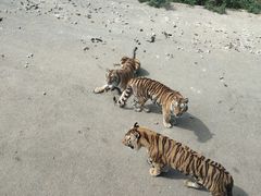 -大连森林动物园