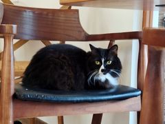 -有猫主题·治愈系猫咖(曾厝垵店)