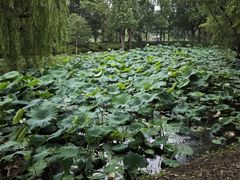 -同里国家湿地公园