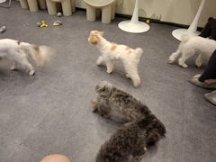 -有喵·猫咖·狗咖·30几只猫10只小狗(岗厦店)