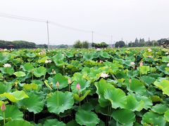-梁鸿国家湿地公园
