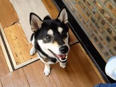 -柴犬高等学院·狗咖·柴犬售卖·宠物训练