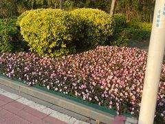 -仙岳公园