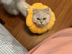 -艾吉宠物医院·疑难杂症转诊中心·猫友好(碧江路院)