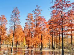-池杉湖湿地公园