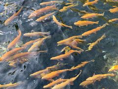 -玉水寨丽江源餐厅