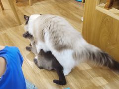 -滚猫咖啡·猫咖·猫友好撸猫(未来城店)
