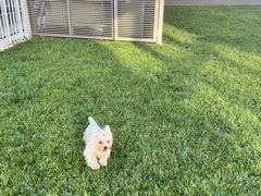 -百好乐宠物友好餐厅(朝外大街店)