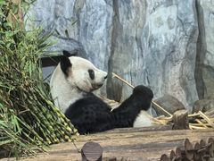 -深圳野生动物园