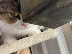 -共舞时光猫咖·狗咖(新街口店)