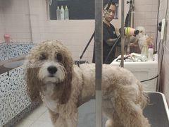 -FAELING PETS美天灵宠物(富力广场店)