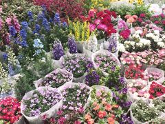 -双季花艺园艺市场(浦东店)