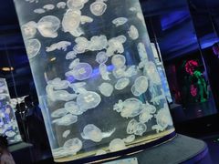 -芜湖新华联大白鲸海洋公园