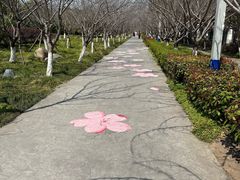 -高东镇樱花园