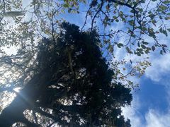 -金鼎雪山牦牛杂火锅(理县总店)