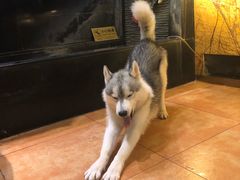 -more than meow吴止猫主题餐厅(承德 中船汇店)