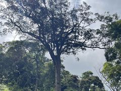-海南热带雨林国家公园吊罗山景区
