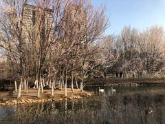 -长白岛森林公园