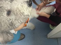 -宠颐生动物医院·心脏科·保险定点(锦阳分院)