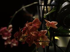 -街角 T·COFFEE 融合料理·BISTRO(车公庙店)