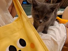 -猫咪派对(江南西店)