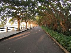 -大湾区中央湿地公园