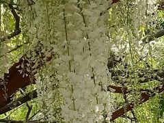 -嘉定紫藤园