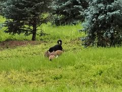 -北京西山国家森林公园