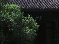 -桂湖森林公园