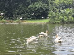 -广州长隆飞鸟乐园